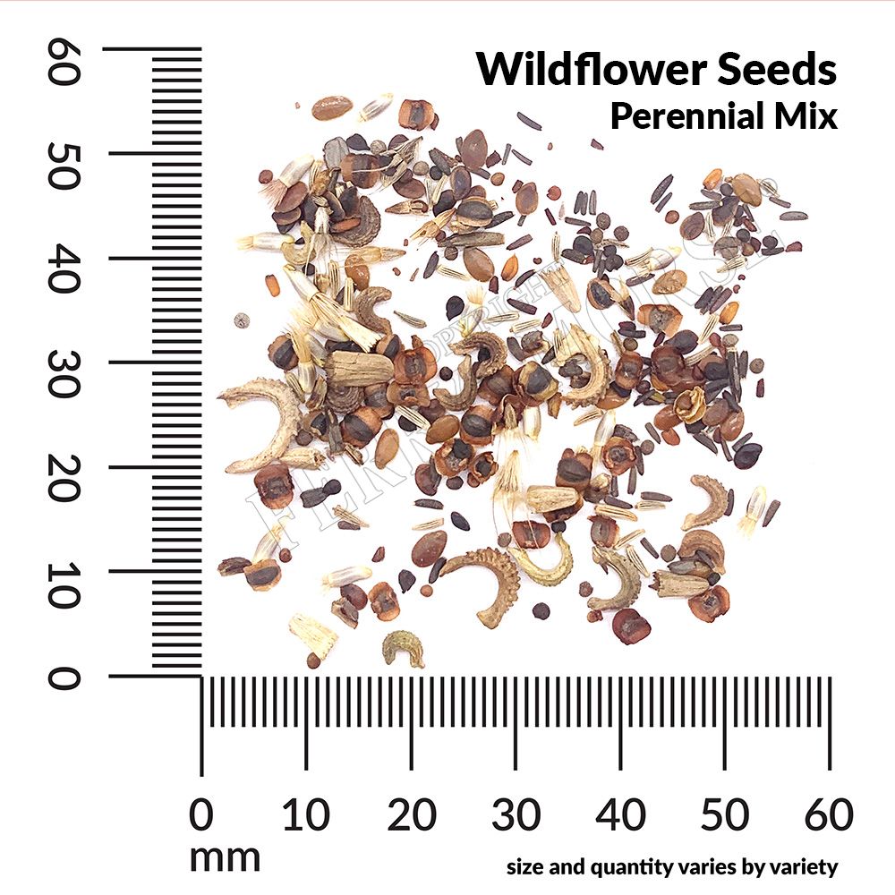 Wildflower perennial mixture seed spill and measurement